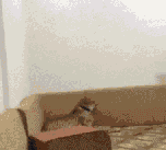 20140722095537_44282.gif