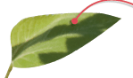 6.png
