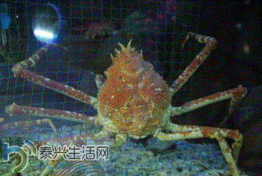 8.GIF