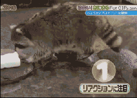 0 (4).gif