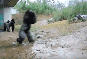 11.gif