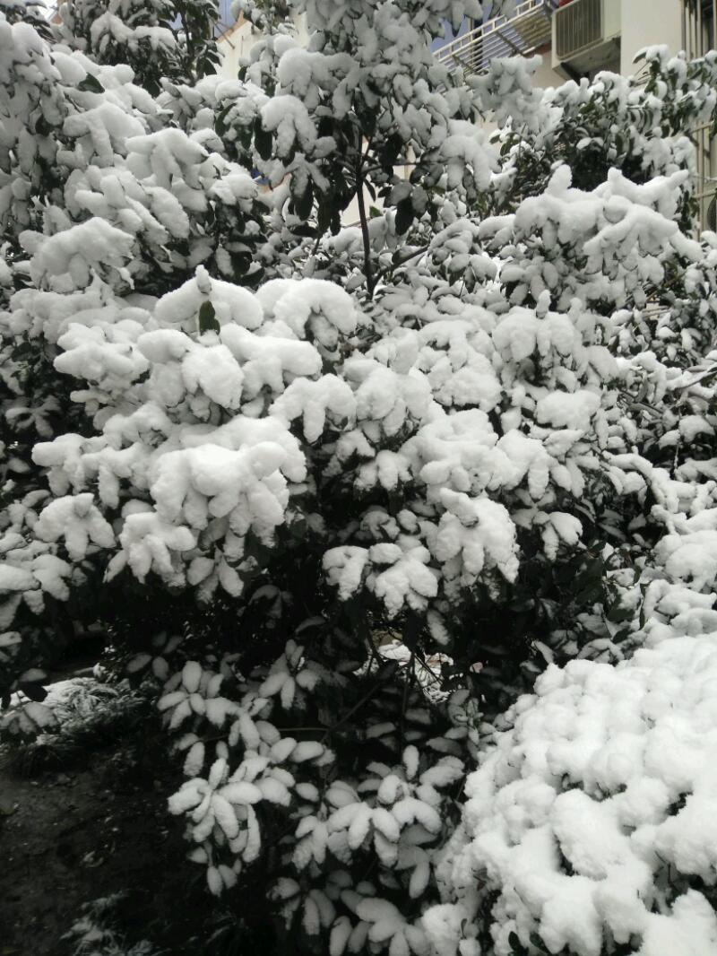 IMG20180125090714.jpeg